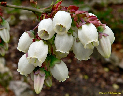 {Vaccinium corymbosum}